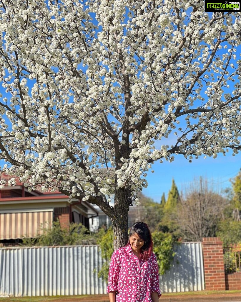Ranjini Jose Instagram - Blossoms 🤍 📸 @alanro.7 #australia #waggawagga