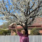 Ranjini Jose Instagram - Blossoms 🤍 📸 @alanro.7 #australia #waggawagga