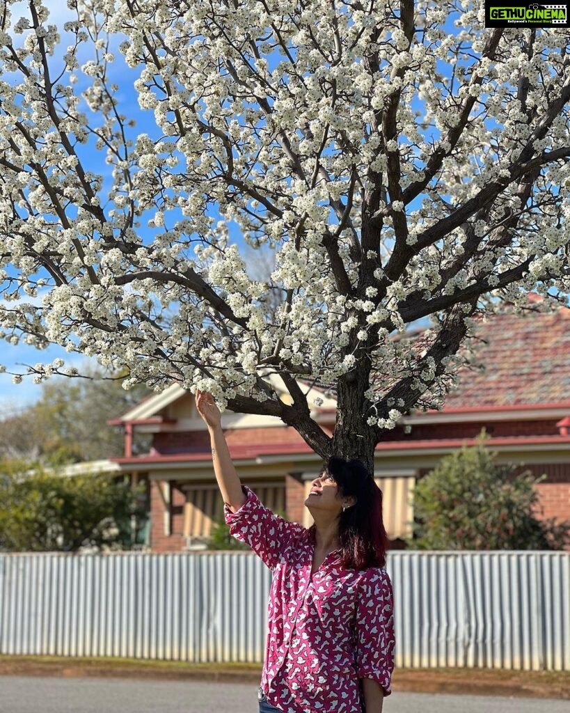 Ranjini Jose Instagram - Blossoms 🤍 📸 @alanro.7 #australia #waggawagga