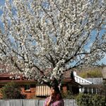 Ranjini Jose Instagram - Blossoms 🤍 📸 @alanro.7 #australia #waggawagga
