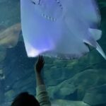 Rasika Sunil Instagram - Mantas could be my spirit animal ❤️ Recently in love with the these magnificent giants, obsessed rather more than love 🥰 There’s a space above this very tank where we could reach in and touch the mantas ahhhhhh 🤯 And I did!! I could now safely say, ‘I touched a manta and I liked it!’ P.S- They are super slimy in touch ❤️ @ripleysaquaca 📷 @adi_bilagi