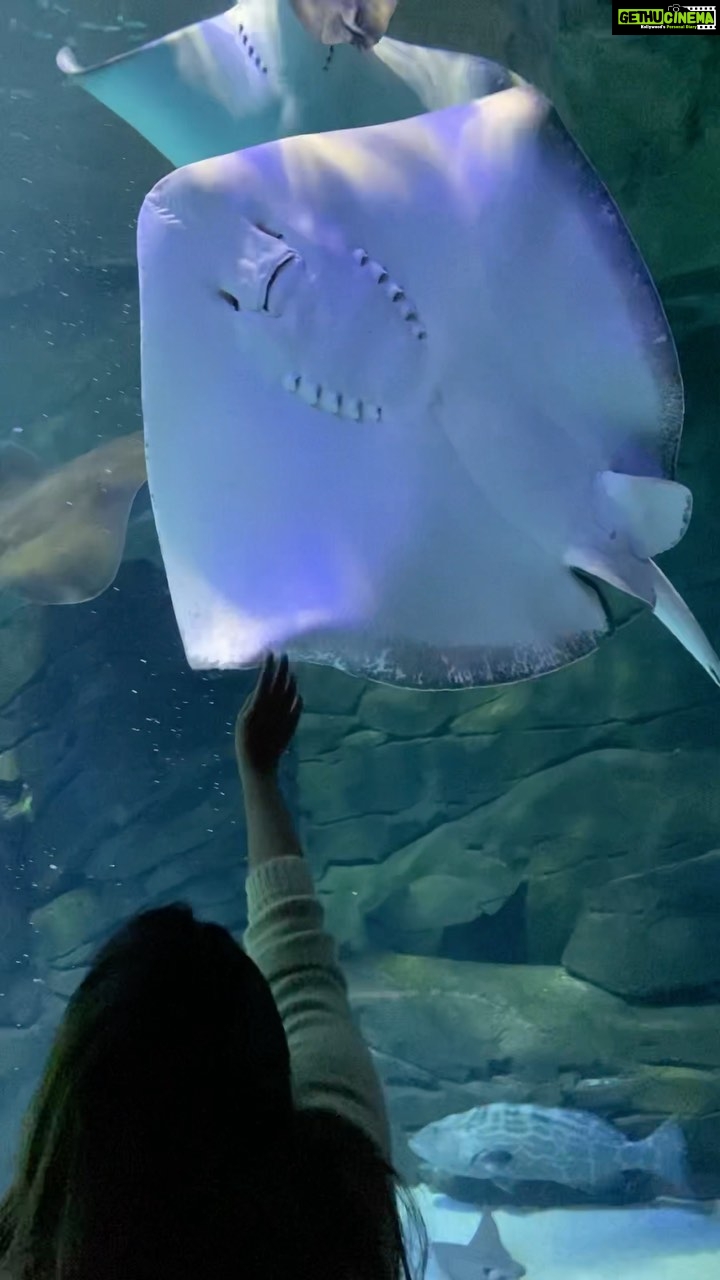 Rasika Sunil Instagram - Mantas could be my spirit animal ❤️ Recently in love with the these magnificent giants, obsessed rather more than love 🥰 There’s a space above this very tank where we could reach in and touch the mantas ahhhhhh 🤯 And I did!! I could now safely say, ‘I touched a manta and I liked it!’ P.S- They are super slimy in touch ❤️ @ripleysaquaca 📷 @adi_bilagi