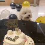 Rasika Sunil Instagram - This beautiful boy was born today ❤️ Honestly, towards the start, tried to keep you as my pet Rush but you know, we know you are wayyyyy more than that now boomy🙈 Love you so much little booms! 🤗 Not so little now, 1 year old, our big boy! Nothing in this world is as precious as you! Mom @manishadhabadgaonkar Dad @sunildhabadgaonkar Brother @yashh_d Sister @rasika123s Brother-in-law @adi_bilagi #rasikasunil #rasikasunilfc #yashsunil #rushsunil #mamasboy #daddysboy #1yearold #firstbirthday #love #unconditional #bestdoggieintheuniverse