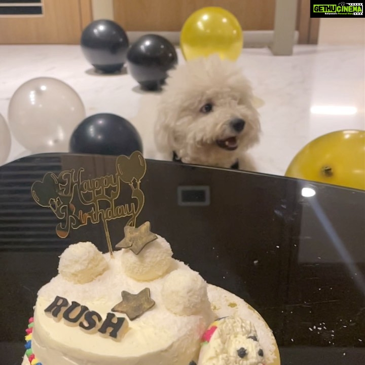 Rasika Sunil Instagram - This beautiful boy was born today ❤️ Honestly, towards the start, tried to keep you as my pet Rush but you know, we know you are wayyyyy more than that now boomy🙈 Love you so much little booms! 🤗 Not so little now, 1 year old, our big boy! Nothing in this world is as precious as you! Mom @manishadhabadgaonkar Dad @sunildhabadgaonkar Brother @yashh_d Sister @rasika123s Brother-in-law @adi_bilagi #rasikasunil #rasikasunilfc #yashsunil #rushsunil #mamasboy #daddysboy #1yearold #firstbirthday #love #unconditional #bestdoggieintheuniverse