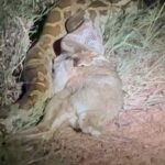 Raveena Tandon Instagram - #Repost @walkwildwithrt with @use.repost ・・・ One of the best sightings of a python kill that Rasha and I got a chance to witness , the entire process of the catch,the swallowing and the entire kill disappearing into its body… mesmerising Nature. Rather than dislocating its jaw before swallowing prey, the python devours animals thanks to a stretchy piece of connective tissue that connects its lower jaw to its skull. The entire lower jaw stretches to accommodate the size of the prey. And yes Rasha you are right , horrifying as it seems ,there have been recorded incidents where a python has swallowed a cow and even a 10 year old child! #pannadiaries #nightsafari #buffer