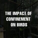 Renu Desai Instagram - The Telangana government has proposed the construction of India's largest aviary at the Kothwalguda Eco Park in Hyderabad. Birds symbolize freedom, and humans are captivated by their beauty and remarkable ability to soar through the sky. Yet, we persistently deny them their innate “Right to fly”. It is time for us to correct our actions and reject facilities like aviaries that confine these delicate creatures, depriving them of the joy of their natural freedom. Join us in urging the authorities to reconsider their decision. Click the link in the bio to send an email and sign the petition to express your opposition. Thank you for standing with us and supporting this crucial initiative. #NoMoreCaptivityForEntertainment #HyderabadRejectsAviary #HyderabadRejectsAquaMarinePark @ktrtrs @talasanisrinivasyadav @urbanparks_official_hydcircle #ARVINDKUMAR #KothwalgudaEcoHillPark