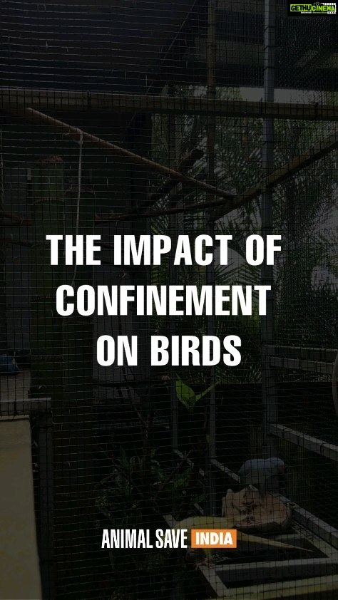 Renu Desai Instagram - The Telangana government has proposed the construction of India's largest aviary at the Kothwalguda Eco Park in Hyderabad. Birds symbolize freedom, and humans are captivated by their beauty and remarkable ability to soar through the sky. Yet, we persistently deny them their innate “Right to fly”. It is time for us to correct our actions and reject facilities like aviaries that confine these delicate creatures, depriving them of the joy of their natural freedom. Join us in urging the authorities to reconsider their decision. Click the link in the bio to send an email and sign the petition to express your opposition. Thank you for standing with us and supporting this crucial initiative. #NoMoreCaptivityForEntertainment #HyderabadRejectsAviary #HyderabadRejectsAquaMarinePark @ktrtrs @talasanisrinivasyadav @urbanparks_official_hydcircle #ARVINDKUMAR #KothwalgudaEcoHillPark