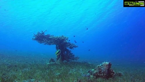 Renu Desai Instagram - The proposed plan by #HMDA to establish an Aviary and #TunnelAquarium in #Hyderabad has raised concerns regarding its potential negative consequences for the environment, animals, and humans. This video specifically highlights the practices involved in sourcing saltwater fish from the oceans for public aquariums. It exposes the use of destructive methods such as #CyanideFishing, which not only results in the loss of 80 to 90 percent of the captured fish but also has detrimental effects on coral reefs and the countless lives they support. I urge you to educate yourselves and share this information with your friends and family. It is crucial for us to understand the impact of our actions on the planet and take action by rejecting facilities that perpetuate harm. Please use the hashtags #NoMoreCaptivityForEntertainment and #HyderabadRejectsAquaMarinePark, and make sure to tag the officials involved to amplify our voices @KTRTRS , @TALASANISRINIVASYADAV , @URBANPARKS_OFFICIAL_HYDCIRCLE , #ARVINDKUMAR . Thank you in advance for your attention and support. #KothwalgudaEcoHillPark