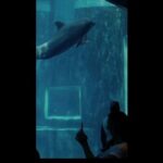 Renu Desai Instagram – Dear Hyderabadis,

As the scorching sun beats down on us and we anxiously await water tankers due to the dried-up groundwater, another challenging situation looms before us. The HMDA’s plan to establish India’s largest marine park and aviary right here in Hyderabad carries far-reaching negative impacts, not only for us but also for the health of our oceans and the planet as a whole.

We urge you to take a moment to educate yourselves about this matter and actively share the information with your friends and family. It is of utmost importance that we understand the potential consequences of this project. Our future and the well-being of our children are at stake. Let’s unite to protect our environment, secure a sustainable future, and reject the establishment of such facilities. Join us in raising awareness with the hashtags #HyderabadSaysNoToMarineParkAndAviary and #NoMoreCaptivityForEntertainment. 

Thank you in advance for your attention and support.

Tag the following officials to ensure our voices are heard:

 @KTRTRS , @TALASANISRINIVASYADAV ,  @URBANPARKS_OFFICIAL_HYDCIRCLE ,  #ARVINDKUMAR , #HMDA #KothwalgudaEcoPark #Hyderabad #HyderabadNatureLovers

Edit- There was a technical error in the calculation of water required for paddy crop. However, the amount of water is substantial as it can produce up to 3000-5000 kilograms of millets or 1500-3000 kilograms of wheat, there can be more such examples. Considering water as a precious resource, we should refrain from wasting it on such facilities and instead utilize it for more essential and meaningful purposes.