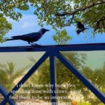 Renu Desai Instagram - So cute too🥰 #crowsofinstagram #crows Novella Concept Hotel & Cafe