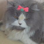Renu Desai Instagram - He feels 💖bonita💖 #cat #bonita #smokey #familyguy #catmemes #britishlonghair