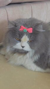Renu Desai Instagram - He feels 💖bonita💖 

#cat #bonita #smokey #familyguy #catmemes #britishlonghair