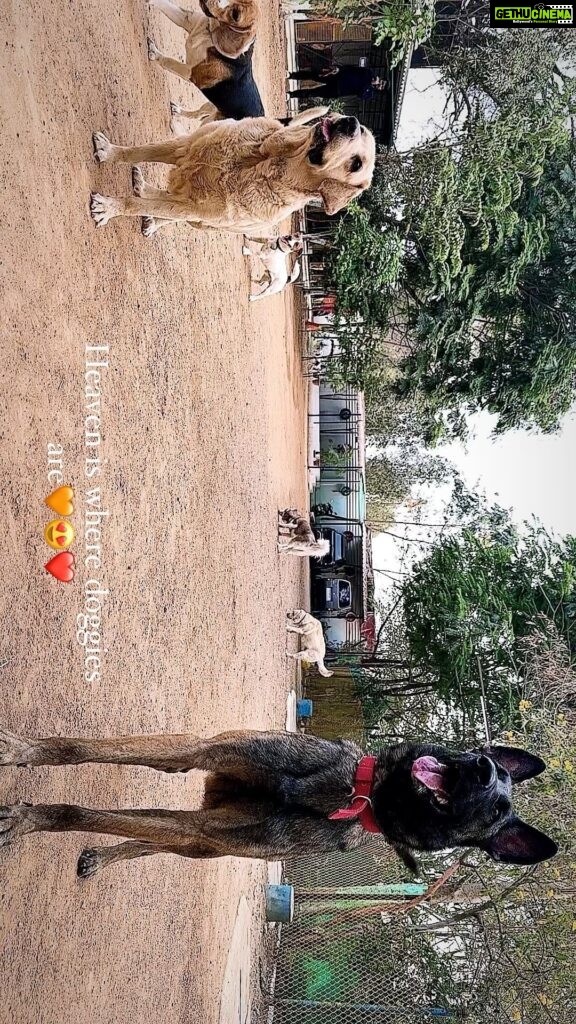 Renu Desai Instagram - Wait for the end🤩😁 Happy Dogs Boarding & Training School