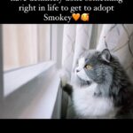 Renu Desai Instagram – Smokey…The birthday boy🎉🥳