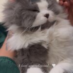 Renu Desai Instagram - Smokey and the blessing that he is in my life🤍 . #cats #persiancat #catreels Gachibowli