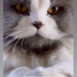 Renu Desai Instagram - Smokeyyyyyyy🥹🥹🥹🥹 #persiancat #catreels