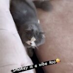 Renu Desai Instagram - Smokey is the cutest catty ever 🥰🤩 #persiancat #catmemes #catreels
