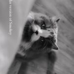 Renu Desai Instagram - This song and Smokey❤️🥹 #catsofinstagram #catreels #persiancat