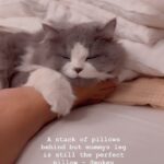 Renu Desai Instagram - All the songs dedicated only to my cutie Smokey🥰