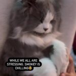 Renu Desai Instagram - Team Messi 🤘🏻 #fifaworldcup2022 #fifacat #catsofinstagram #catreels #argentina