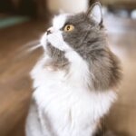 Renu Desai Instagram - Smokey just gives me so much love and joy💕