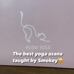 Renu Desai Instagram - Smokey takes over my yoga sessions every morning 💁