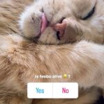 Renu Desai Instagram – “Nidraa is my louuu” ~ Feebo