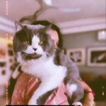Renu Desai Instagram – Smokey…
Lou only lou for this boy of mine🤩
[ he is adopted by me not bought from a store or breeder… #adoptdontshop ]