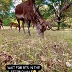 Renu Desai Instagram – Kya karoo mein with their bum pics😂🎉 Richmond Park