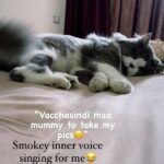 Renu Desai Instagram – This much cuteness is illegal😍 
#catreels #cat