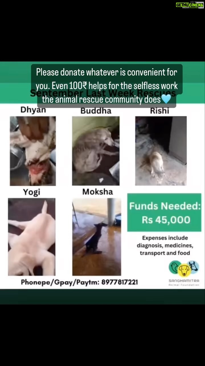 Renu Desai Instagram - Please donate whatever is convenient for you. Even 100₹ helps for the selfless work the animal rescue community does🩵