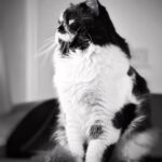 Renu Desai Instagram - Orro (Oreo) singing for his imaginary girlfriend 😁