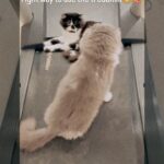 Renu Desai Instagram – These two catties are smart🤭
