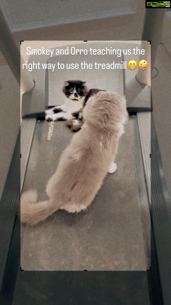 Renu Desai Instagram - These two catties are smart🤭