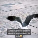 Renu Desai Instagram – Akira was planning to report this harassment but I just wanted to know what happened with the window shopping plans of the birdie🤭( I have a feeling that the birdie was probably going to rob the store and it got angry with me because I foiled its plans🫢) Stavanger Norway
