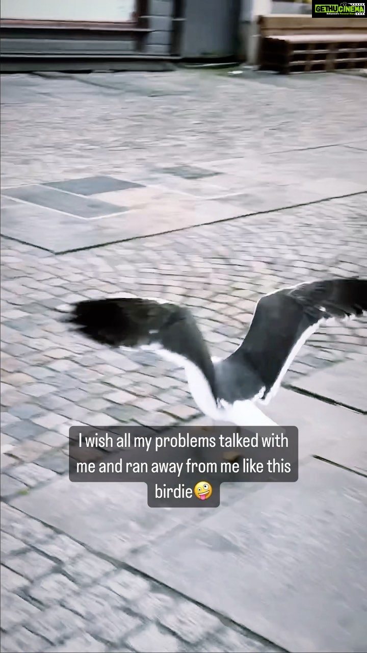 Renu Desai Instagram - Akira was planning to report this harassment but I just wanted to know what happened with the window shopping plans of the birdie🤭( I have a feeling that the birdie was probably going to rob the store and it got angry with me because I foiled its plans🫢) Stavanger Norway
