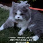 Renu Desai Instagram – But Smokey is more than waoww…🥰