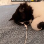 Renu Desai Instagram - This is Orro (oreo) Smokeys son who somehow unexpectedly ended up living with us…😻