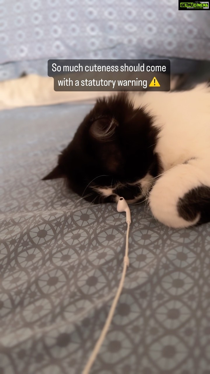 Renu Desai Instagram - This is Orro (oreo) Smokeys son who somehow unexpectedly ended up living with us…😻