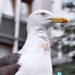 Renu Desai Instagram - Tried to go closer to the birdie to figure out if it’s blood or just some color on its beak and feathers…i was unable to make out:/ Stavanger, Norway