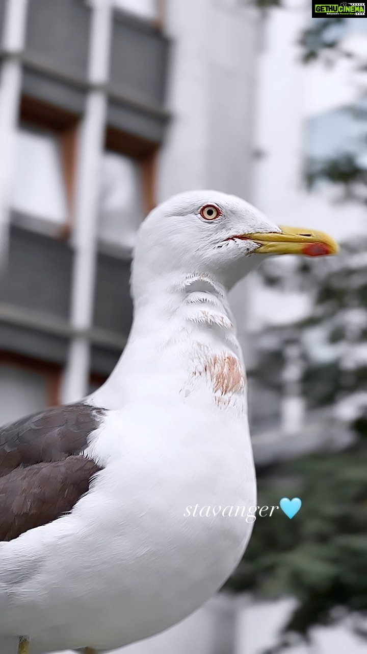 Renu Desai Instagram - Tried to go closer to the birdie to figure out if it’s blood or just some color on its beak and feathers…i was unable to make out:/ Stavanger, Norway