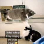 Renu Desai Instagram - Oreo (the black and white boy) is Smokeys own son and once in a while Smokey chooses violence to express his love to his son😂