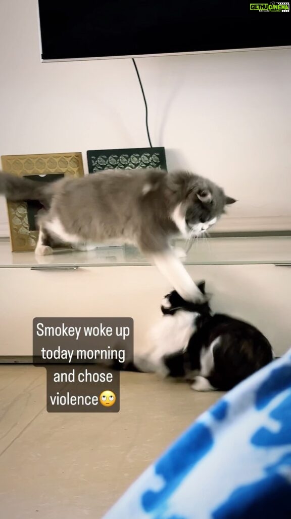 Renu Desai Instagram - Oreo (the black and white boy) is Smokeys own son and once in a while Smokey chooses violence to express his love to his son😂