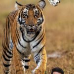 Rishab Shetty Instagram - On Global Tiger Day, Karnataka Forest Department proudly presents this short film with Felis Creations & narrated by Karnataka’s star representative for conservation, Rishab Shetty. This video is dedicated to all the staff of the Karnataka Forest Department who work tirelessly to help protect our National animal. Please watch, share this video, and join hands to do our part to help save our natural heritage. Thank you. ಕರ್ನಾಟಕ ಅರಣ್ಯ ಇಲಾಖೆಗಾಗಿ ಫೆಲಿಸ್ ಫಿಲ್ಮ್ಸ್ ಅವರ ವೀಡಿಯೊ ನಿರೂಪಣೆ: ರಿಷಬ್ ಶೆಟ್ಟಿ ನಿರ್ದೇಶನ: ಸಂದೇಶ್ ಕಡೂರ್ ಈ ‘ವಿಶ್ವ ಹುಲಿ ದಿನ’ ನಮ್ಮ ರಾಷ್ಟ್ರೀಯ ಪ್ರಾಣಿಯನ್ನು ರಕ್ಷಿಸಲು ಕರ್ನಾಟಕ ಅರಣ್ಯ ಇಲಾಖೆ, ಫೆಲಿಸ್ ಕ್ರಿಯೇಷನ್ಸ್ ಹಾಗು ಸಂರಕ್ಷಣೆ ಪ್ರತಿನಿಧಿಯಾಗಿ ನಿರೂಪಿಸಿದ ರಿಷಬ್ ಶೆಟ್ಟಿ ಅವರೊಂದಿಗೆ ಕೈ ಜೋಡಿಸಿ ನೈಸರ್ಗಿಕ ಪರಂಪರೆಯನ್ನು ಉಳಿಸೋಣ. ನಮ್ಮ ರಾಷ್ಟ್ರೀಯ ಪ್ರಾಣಿಯನ್ನು ರಕ್ಷಿಸಲು ಅವಿರತವಾಗಿ ಶ್ರಮಿಸುತ್ತಿರುವ ಕರ್ನಾಟಕ ಅರಣ್ಯ ಇಲಾಖೆಯ ಎಲ್ಲಾ ಸಿಬ್ಬಂದಿಗೆ ಈ ವೀಡಿಯೊವನ್ನು ಸಮರ್ಪಿಸಲಾಗಿದೆ. #globaltigerday #rishabshetty #rishabshettyfilms #aranyafd#tigerday #karnatakatigers #sandeshkadur #felisfilms #wildlife #nature #bigcats #wildcatsofindia #tiger #feline #bigcatsofinstagram #internationaltigerday #nature #naturalworld #feliscreations