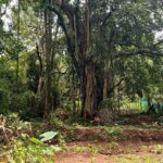 Riya Suman Instagram – Went looking for the Banyan Tree Baba 😅 #iykyk Didn’t find any. Guess he doesn’t meditate in off season. 🙈 The Tree