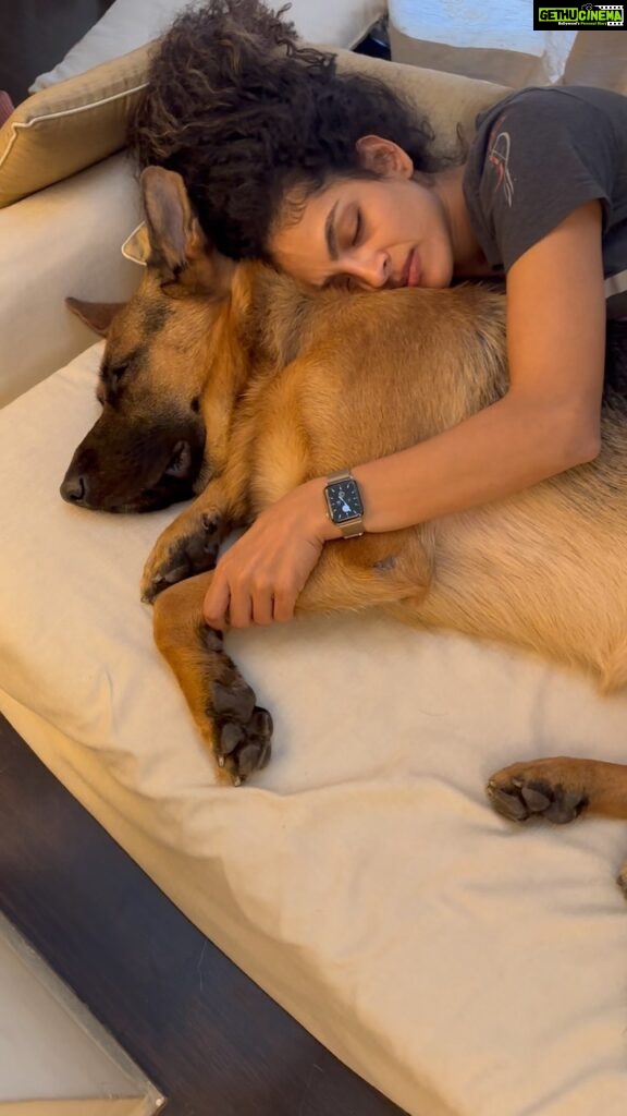 Rukmini Vijayakumar Instagram - Afternoon naps be like….. #kong #lifewithkong #gsd #germanshepherd #dogmom
