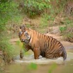 Sadha Instagram - One look is all that we crave for 💚 #sadaa #sadaasgreenlife #sadaawildlifephotography #wildlife #wildlifephotography #tigers #savetigers