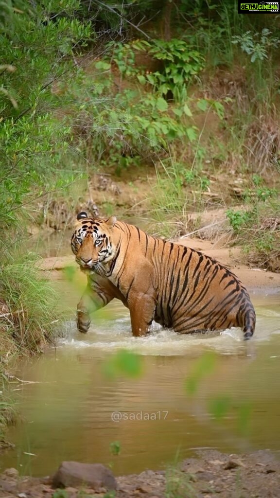 Sadha Instagram - One look is all that we crave for 💚 #sadaa #sadaasgreenlife #sadaawildlifephotography #wildlife #wildlifephotography #tigers #savetigers