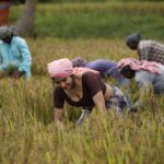 Sakshi Agarwal Instagram - This is a special gift from me for all of my insta family supporters and followers on this auspicious day 🔥 . Wait for it.. Lots more to come in very different looks only for you. A small look teaser from my upcoming Malayalam song. . Thank you team for this amazing experience I had on the paddy fields and exploring the culture of South India. . A big salute to all our farmers💕 . Prodn: @benzyproductions Hero: @ashkkarsoudaanofficial Dir: @subairzindagi Dop: @pradep_nair . #paddyfield #farmerlife #farmerlook #malayalam #kerala Palakkad