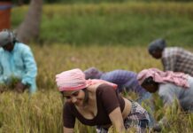 Sakshi Agarwal Instagram - This is a special gift from me for all of my insta family supporters and followers on this auspicious day 🔥 . Wait for it.. Lots more to come in very different looks only for you. A small look teaser from my upcoming Malayalam song. . Thank you team for this amazing experience I had on the paddy fields and exploring the culture of South India. . A big salute to all our farmers💕 . Prodn: @benzyproductions Hero: @ashkkarsoudaanofficial Dir: @subairzindagi Dop: @pradep_nair . #paddyfield #farmerlife #farmerlook #malayalam #kerala Palakkad